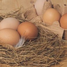 How to Store Fertile Eggs Before Incubation