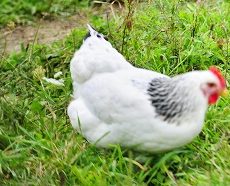 Could Delaware Chickens be the Best Breed for You