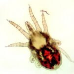 Chicken Mite