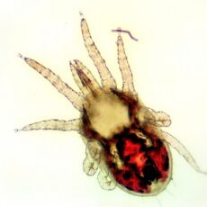 How do I Know if my Chickens have Mites