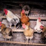Chickens Roosting