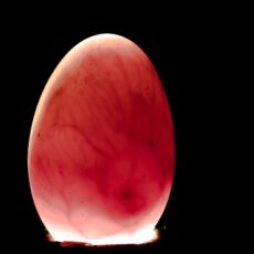 What is Egg Candling? The Ultimate Guide