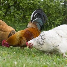 13 Interesting Facts about Chickens