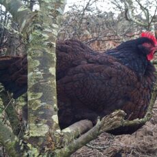 Your Guide to the Barnevelder Chicken