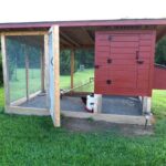 Protecting chickens