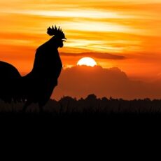 The Top Reasons behind Your Rooster’s Crowing