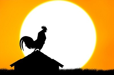 Rooster Crowing at night