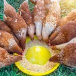 Basics of feeding chickens
