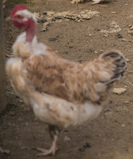 Pecked Chicken