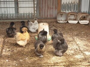 Caring for Chickens when you go away