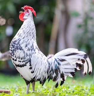 Silver Spangled Hamburg Rooster
