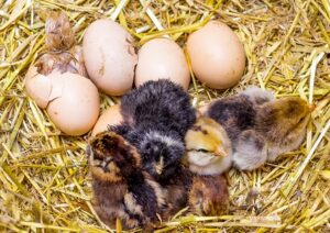 Chick Pipped but not hatching
