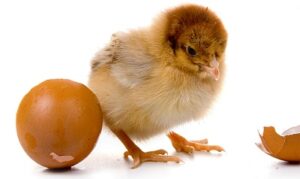 Chicken may also fail to hatch even after pipping