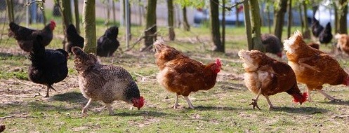 Egg Laying Chickens For Your Backyard