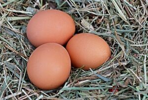 Fertile eggs in Nest