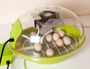 Hatching eggs in an incubator