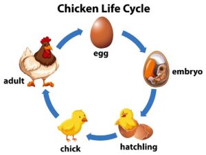 stages of chicken development