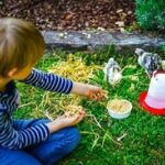 Boy with friendly pet chickens