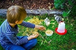Boy with friendly pet chickens