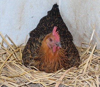 Chickens Not Laying in Nesting Box