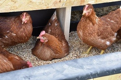 Chickens crowded in nesting box