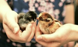 Girl holding pet chickens