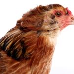 Ameraucana easter Egger Chicken