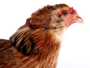 Ameraucana easter Egger Chicken