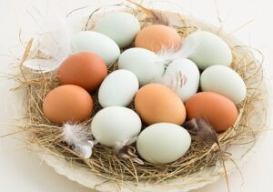 Easter egger chicken eggs