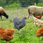 Chickens and sheep grazing on organic farm